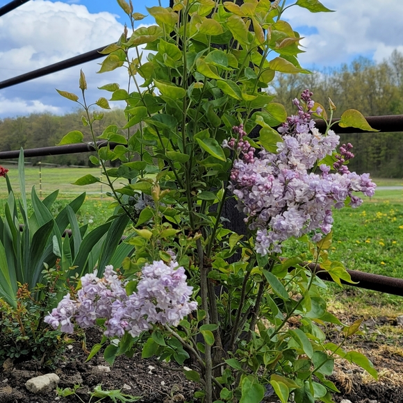 Live NOW PALLET PULLS Like this to be notified when we go live again - Picture 5 of 6